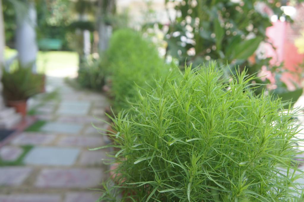 Sirohi House نيودلهي المظهر الخارجي الصورة